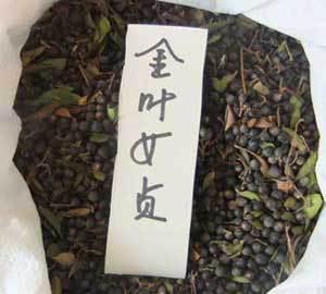 低价优质金叶女贞种子与花卉苗木诚售，助力绿色家园