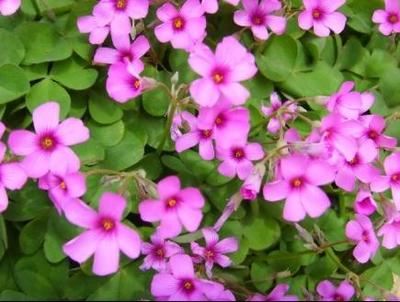 红花酢浆草与北栾小苗价格资讯——河南鄢陵花卉苗木场专业解析