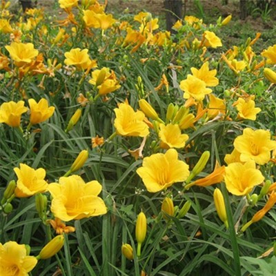 山东基地大花萱草 金娃娃花卉苗木的多样规格与种植价值