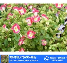 合胜花卉苗木 以草花之名，绘生态之美