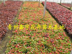 青州鑫宇花卉苗木基地 — 一二年生草花产品列表详解
